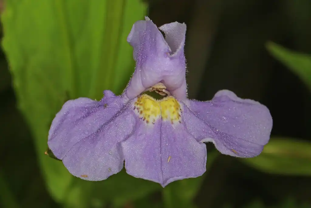 Foto de Mimulus ringens (Mimulus ringenss)