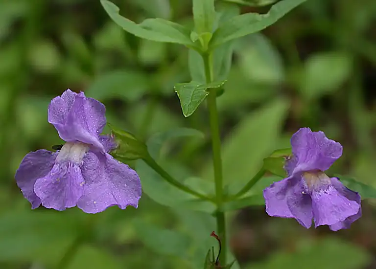 Foto de Mimulus ringens (Mimulus ringenss)