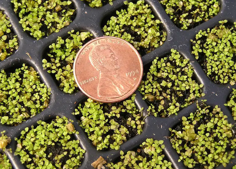 Foto de Mimulus ringens - Seedlings:Paul Bockenstedt, Bonestroo Nat. Resources, Bugwood.org