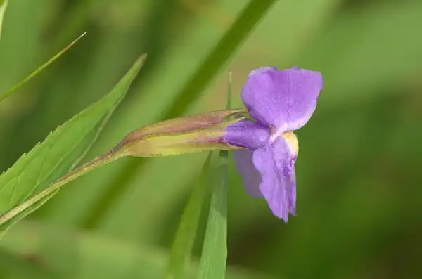 Foto de Mimulus ringens - Mimulus ringens:Joshua Mayer