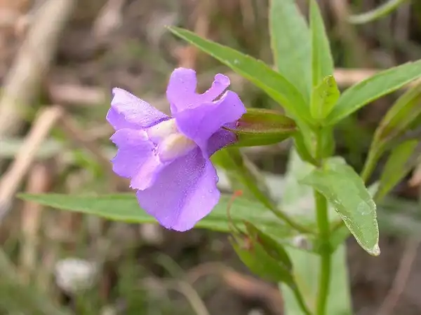Foto de Mimulus ringens - Mimulus ringens:Matt Levin