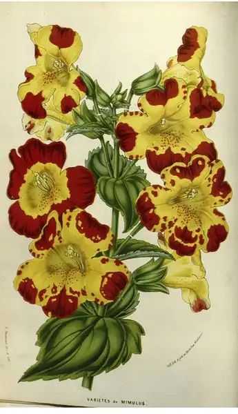 Photo of Mimulus x hybridus (Mimulus x hybriduss)