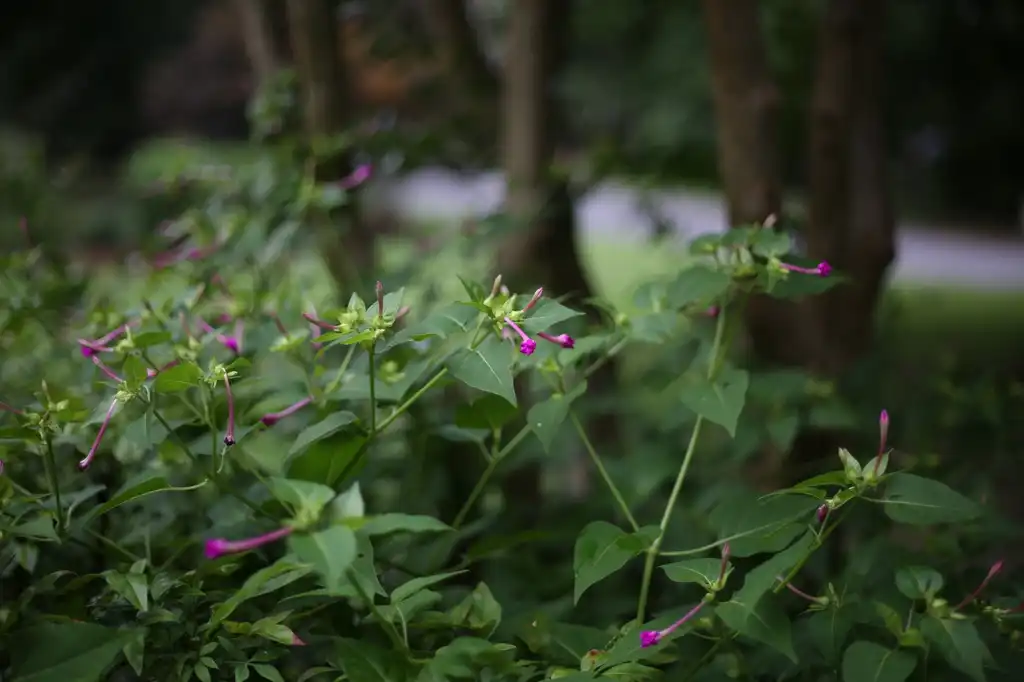 Foto de Mirabilis jalapa (Mirabilis jalapas)