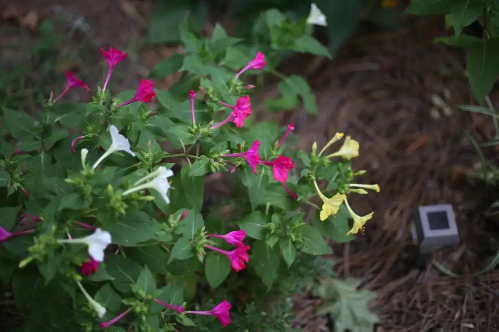 Foto de Mirabilis jalapa (Mirabilis jalapas)