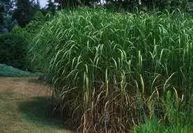 Фото Miscanthus floridulus (Miscanthus floriduluss)