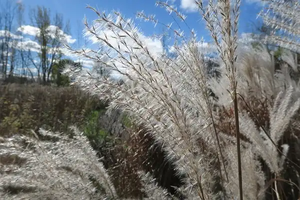 Фото Miscanthus 'Purpurascens' (Miscanthus 'Purpurascens's)