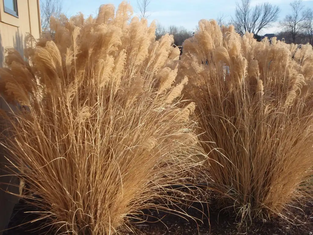 Photo of Miscanthus sinensis 'Gracillimus' (Miscanthus sinensis 'Gracillimus's)