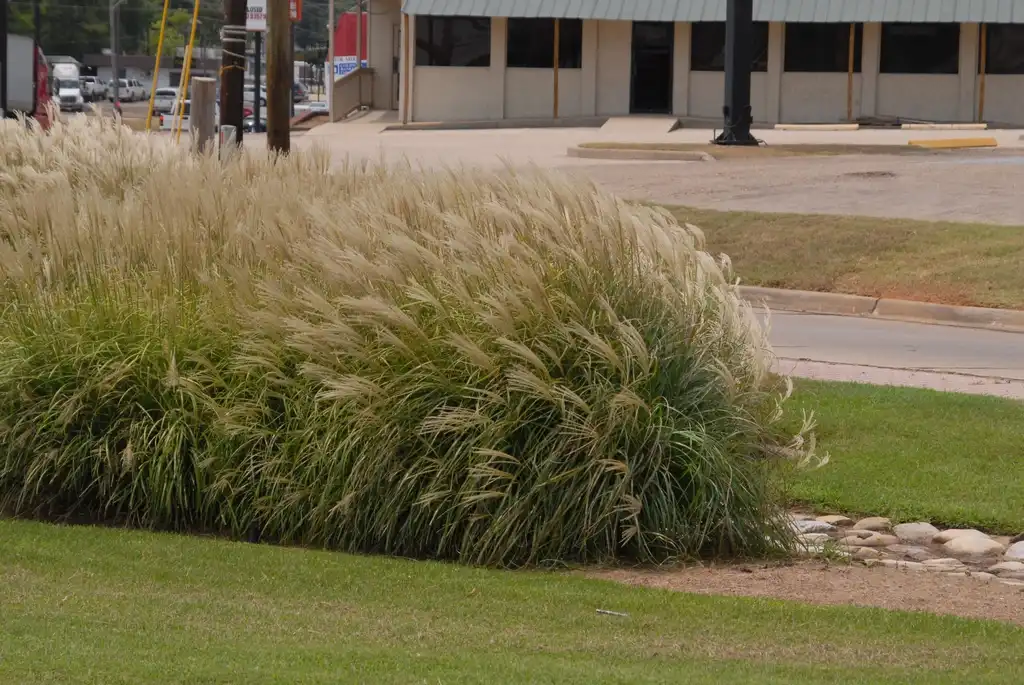 Photo of Miscanthus sinensis 'Gracillimus' (Miscanthus sinensis 'Gracillimus's)