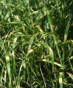 Foto de Miscanthus sinensis 'Hinjo' (Miscanthus sinensis 'Hinjo's)