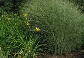 Photo of Miscanthus sinensis 'Morning Light' (Miscanthus sinensis 'Morning Light's)