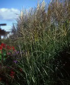 Foto de Miscanthus sinensis 'Sarbonde' (Miscanthus sinensis 'Sarbonde's)