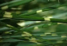 Фото Miscanthus sinensis 'Strictus' (Miscanthus sinensis 'Strictus's)