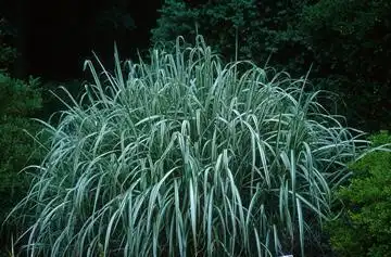 Фото Miscanthus sinensis var. condensatus 'Cabaret' (Miscanthus sinensis var. condensatus 'Cabaret's)