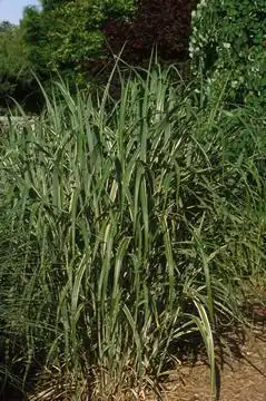 Photo of Miscanthus sinensis var. condensatus 'Cosmopolitan' (Miscanthus sinensis var. condensatus 'Cosmopolitan's)