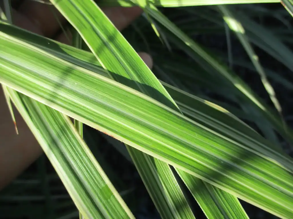 Foto de Miscanthus sinensis 'Variegatus' (Miscanthus sinensis 'Variegatus's)