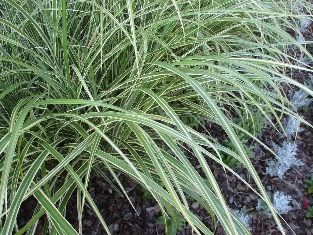 Foto de Miscanthus sinensis 'Variegatus' (Miscanthus sinensis 'Variegatus's)