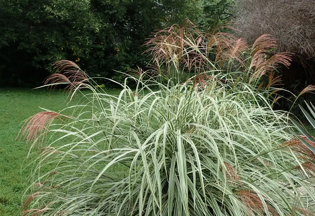 Foto de Miscanthus sinensis 'Variegatus' - Form:Krzysztof Ziarnek, Kenraiz