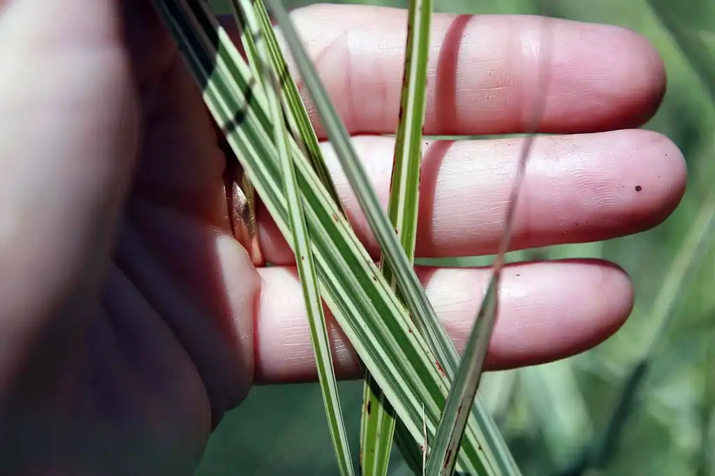 Foto de Miscanthus sinensis 'Variegatus' - Leaf closeup:David Stang