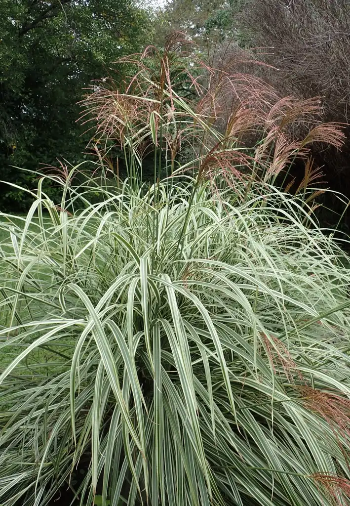Foto de Miscanthus sinensis 'Variegatus' - Form:Krzysztof Ziarnek, Kenraiz