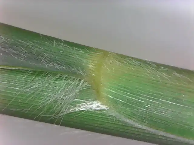 Foto de Miscanthus sinensis 'Variegatus' - Sheathing leaf characteristic and pubescence:Tom Glasgow
