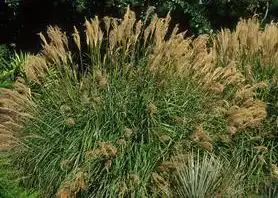 Photo of Miscanthus sinensis 'Yaku Jima' (Miscanthus sinensis 'Yaku Jima's)