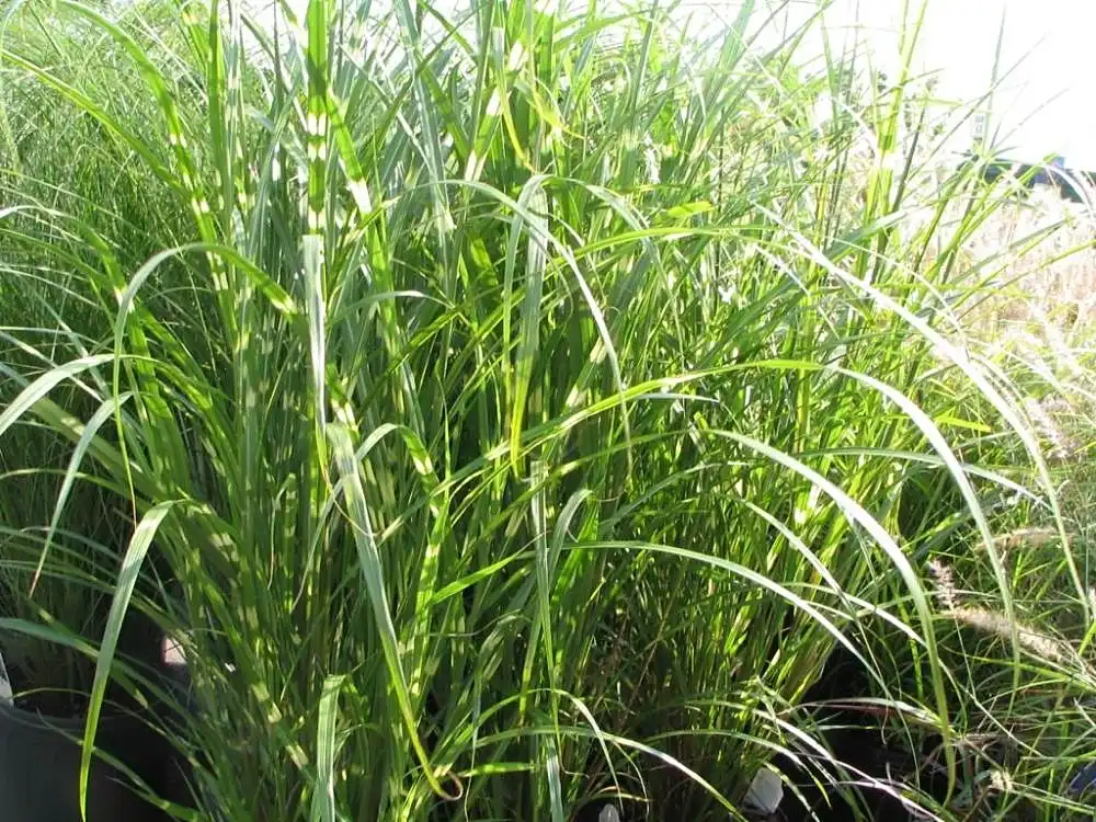 Фото Miscanthus sinensis 'Zebrinus' (Miscanthus sinensis 'Zebrinus's)