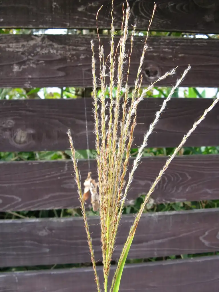 Фото Miscanthus sinensis 'Zebrinus' - Plume:KENPEI