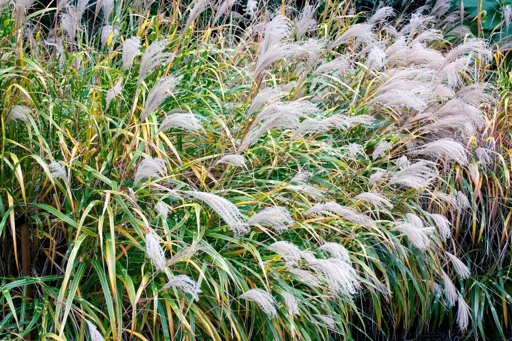 Фото Miscanthus sinensis 'Zebrinus' - Form with plumes:Rexness