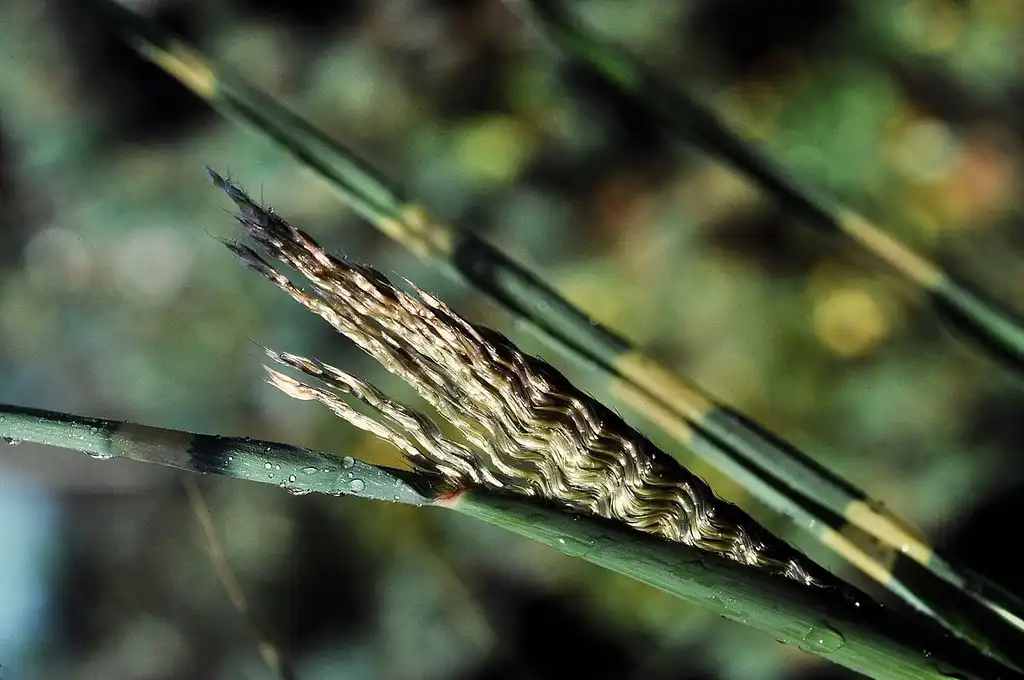 Фото Miscanthus sinensis 'Zebrinus' - Budding inflorescence:Schobby