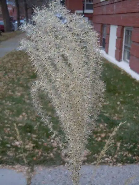 Foto de Miscanthus sinensis (Miscanthus sinensiss)