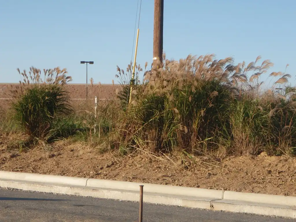Foto de Miscanthus sinensis - Weed on Curb:Jim Robbins