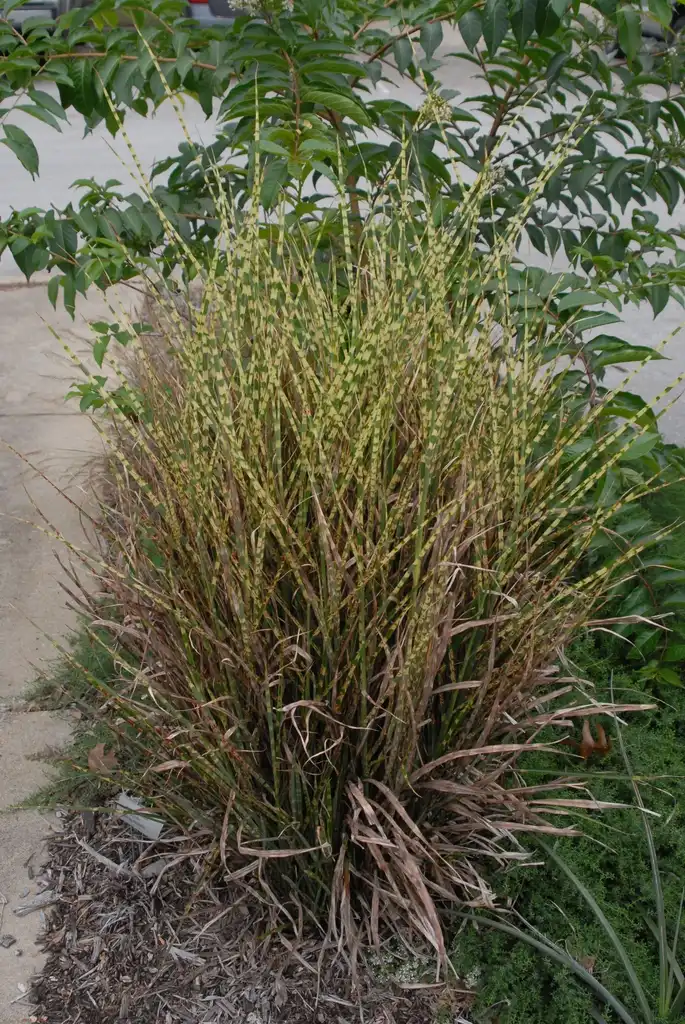 Foto de Miscanthus sinensis - 'Gold Bar' Form:Jim Robbins