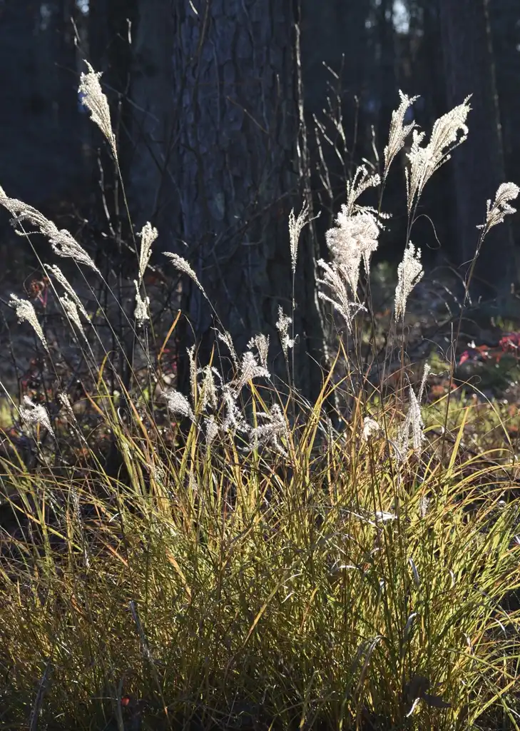 Foto de Miscanthus sinensis - Form (Warren County, NC)-Winter:Cathy Dewitt