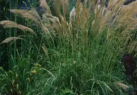 Photo of Miscanthus transmorrisonensis (Miscanthus transmorrisonensiss)