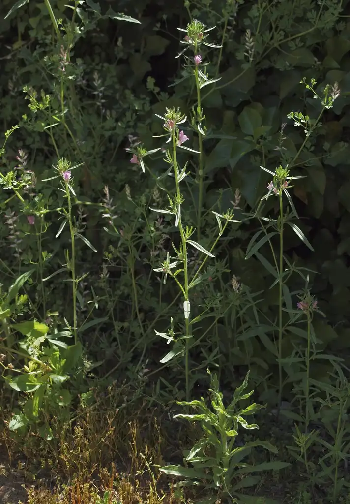 Фото Misopates orontium (Misopates orontiums)