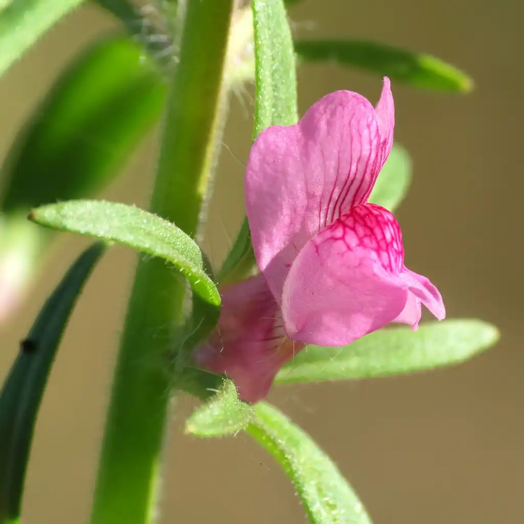 Фото Misopates orontium (Misopates orontiums)