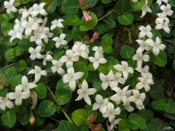 Photo of Mitchella repens (Mitchella repenss)