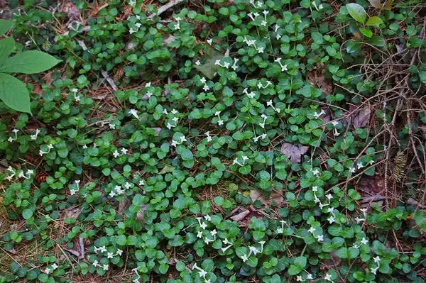 Photo of Mitchella repens (Mitchella repenss)