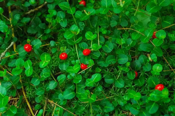 Photo of Mitchella repens - Mitchella repens groundcover with berries:Joshua Mayer