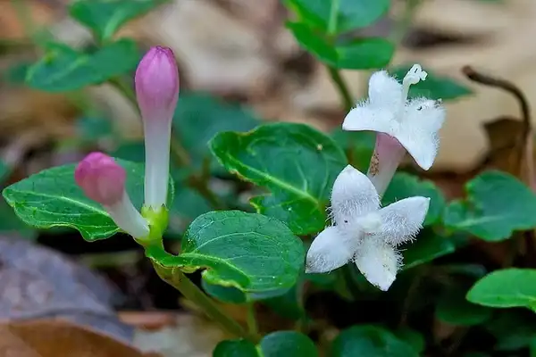 Photo of Mitchella repens - Mitchella repens bud and bloom:Distant Hill Gardens