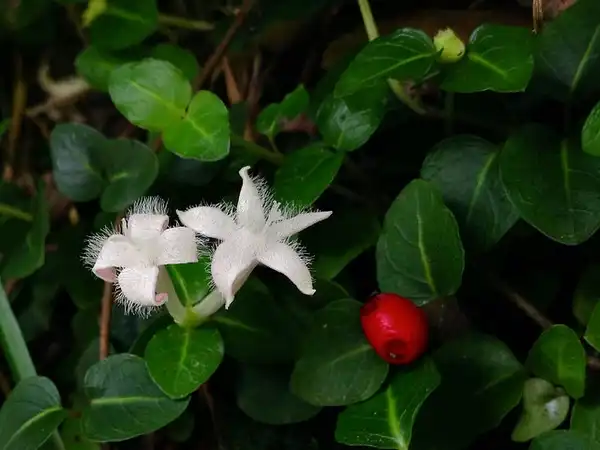 Photo of Mitchella repens - Mitchella repens bloom and berry:Fritz Flohr Reynolds