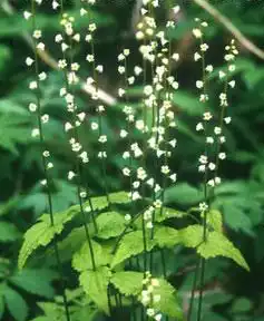 Фото Mitella diphylla (Mitella diphyllas)