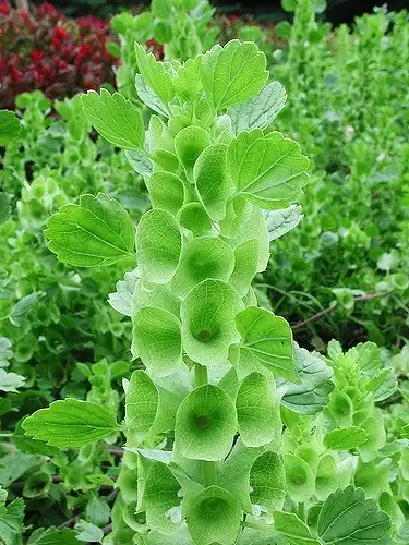Photo of Moluccella laevis (Moluccella laeviss)