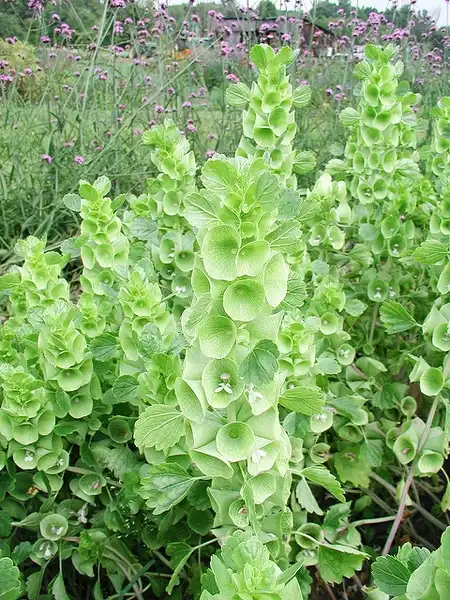 Photo of Moluccella laevis (Moluccella laeviss)