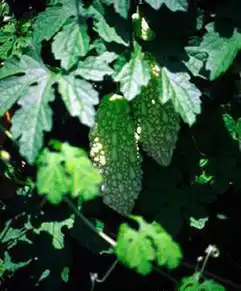 Photo of Momordica balsamina (Momordica balsaminas)