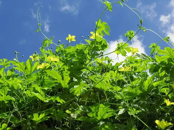 Foto de Momordica charantia (Momordica charantias)