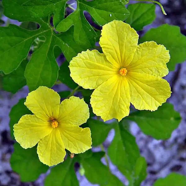 Foto de Momordica charantia (Momordica charantias)
