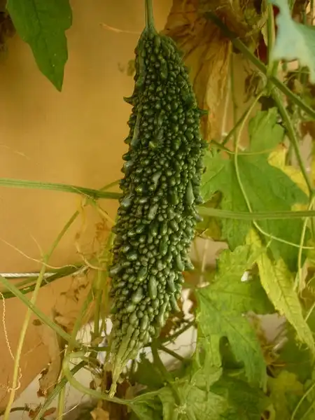 Foto de Momordica charantia - Momordica charantia, fruit:NaomiAT