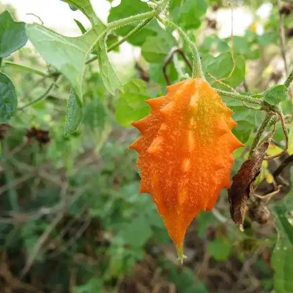 Foto de Momordica charantia - Momordica charantia, fruit:Katja Schultz