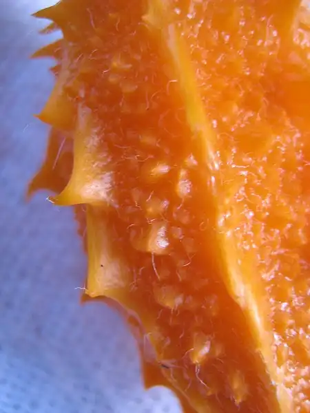 Foto de Momordica charantia - Momordica charantia, fruit:Alex Popovkin